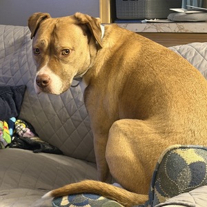 Fundraising Page: Kristen Picciano